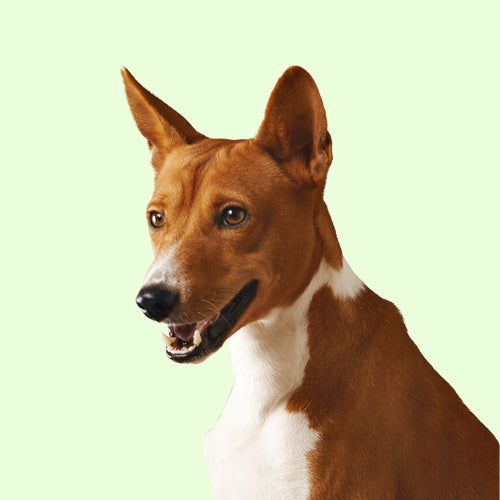 Dogs